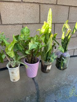 Bundle of plants