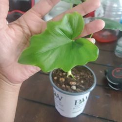 Split-Leaf Philodendron (Selloum)