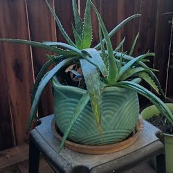 Aloe Vera Plant
