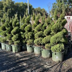 Green Spiral Junipers