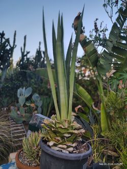 Green century plant