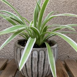 Spider Plant