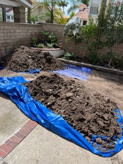 Free Soil