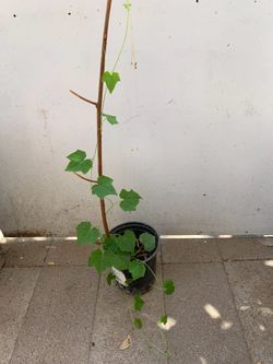 1 gal Cucamelon plant