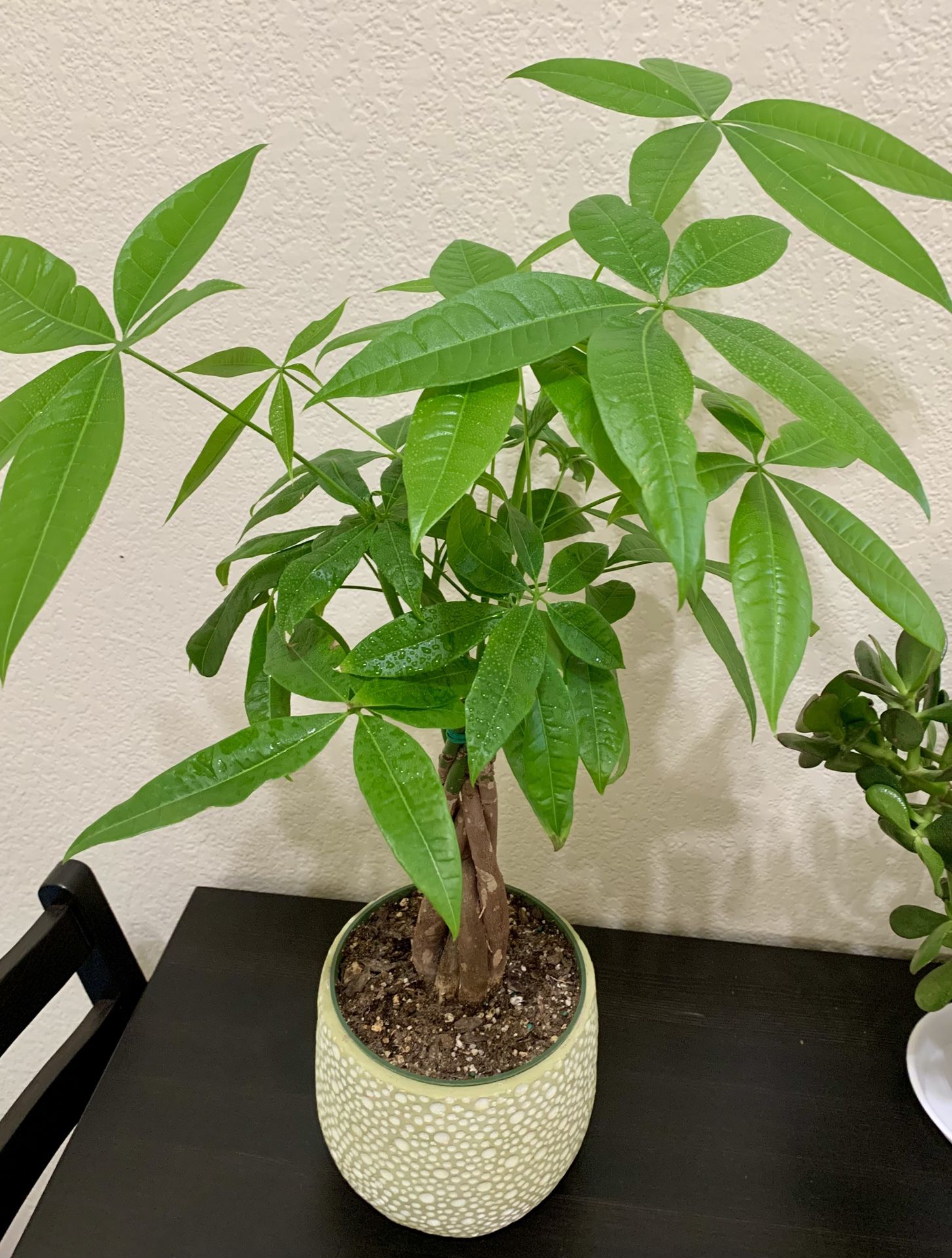 ♥️Braided Gud Luck Money Tree IN 6” Nursery Pot🙏PLS READ DESCRIPTION