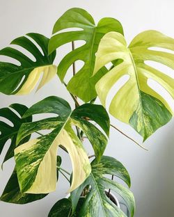 monstera cebu blue Pothos 'Cebu Blue'  The Gilded Monstera