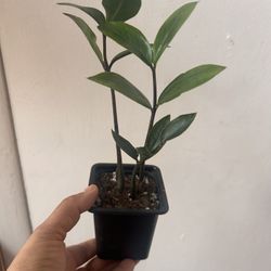 ZZ Plant Read Description 