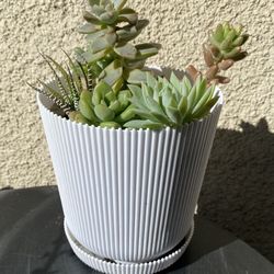 Succulents Plant 