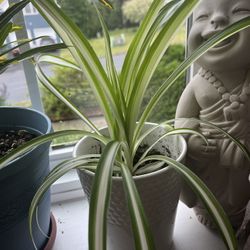 Spider Plants In Ceramic Pots 