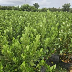 clusias Staring $10 and up all sizes available 