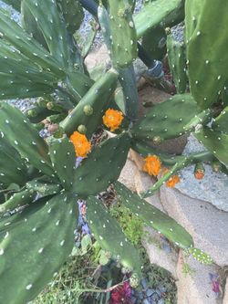 Beautiful cactus orange Flowers