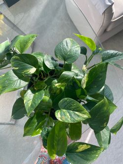 POTHOS House Plant