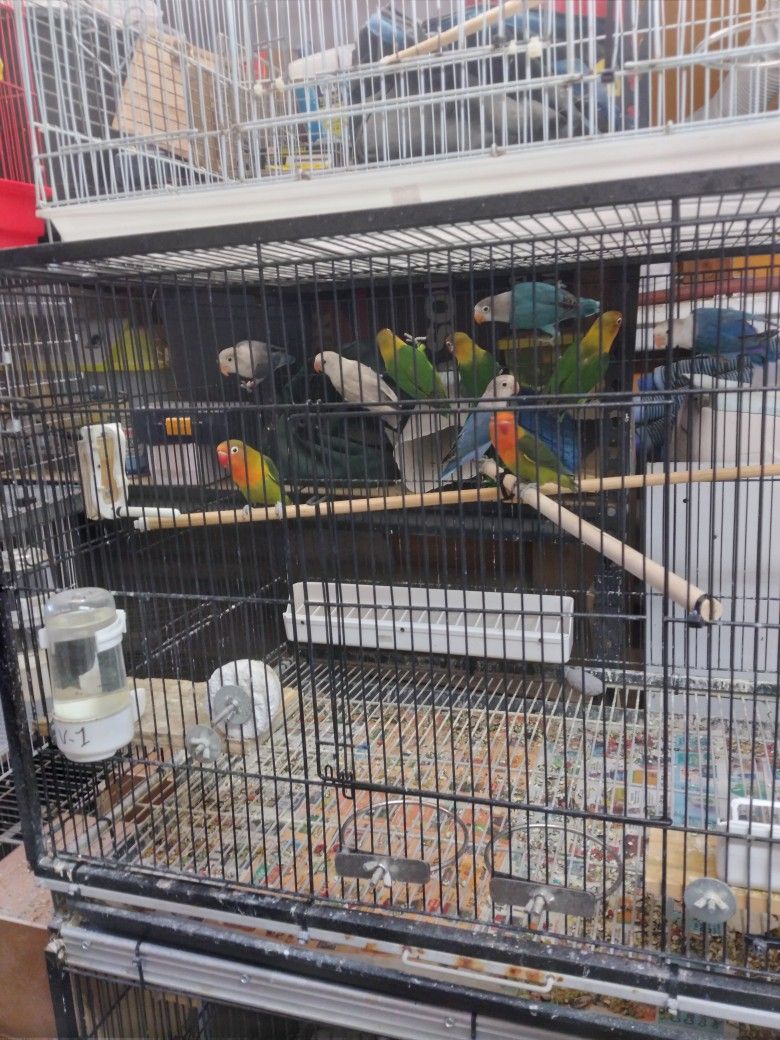 Bird Cage