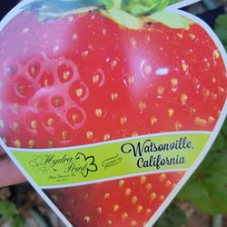 Hanging STRAWBERRY PLANT