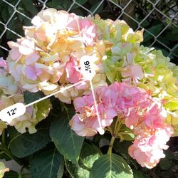 Potted Hydrangea Plant Light Pink Flowers