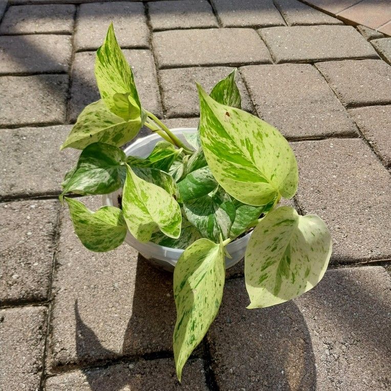 Marble Queen Pothos Potted Plant