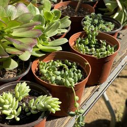 Cactus And Succulents 🌵🪴