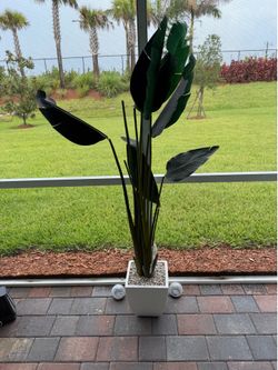 Palm Tree with pot