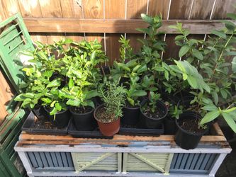 $5 plant sale lime lemon rosemary guanabana korosol figs