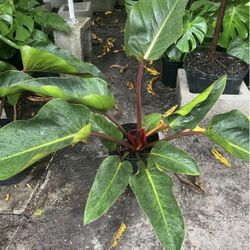HOME PLANTS- SPECIAL PRICE RED CONGO 3 GL