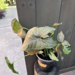 Plant 
