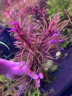 limnophila hippuridoides