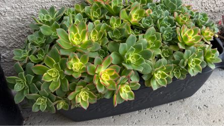 Succulent