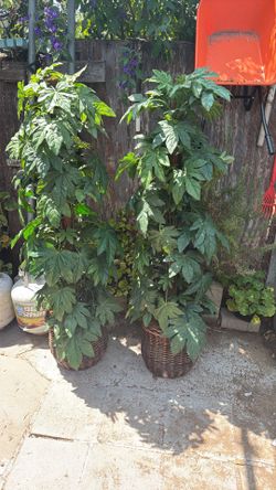 2 Plantas Artificiales