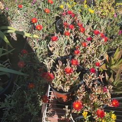Ice Plant $5 Cada Uno