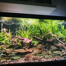 Fish tank/Aquarium Decorations