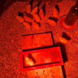 Bantam Chicks 🐥 And More