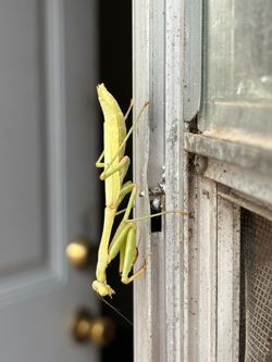 mantis