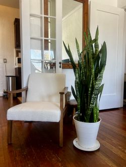 Snake plant -It flowers!  47”