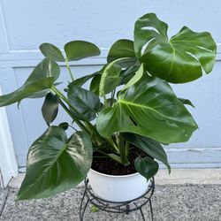 Monstera Delisiosa 