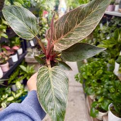 Plants (4”pot💕Philodendron Pink Birkin $15)