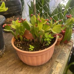 Floral Cactuses