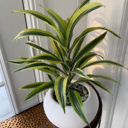 Dracaena Lemon Lime In A Round White Pot Plants 