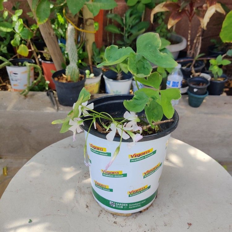 Trebol Flor Blanca $5