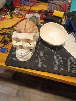 Plastic skull with brain artificial teaching tool