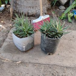 Cactus $5 Each