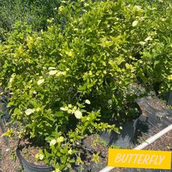 Butterfly Plants $35 🦋