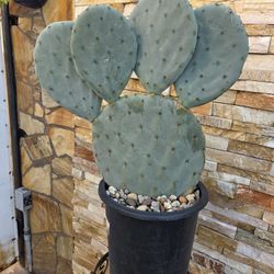 Cactus Plant 