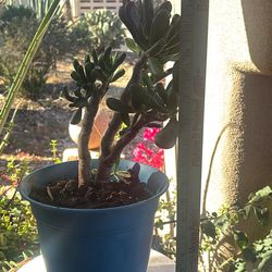 Large Jade plant