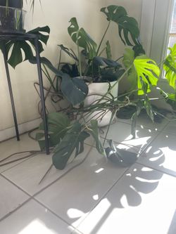 Monstera Deliciosa In 12” Ceramic Pot