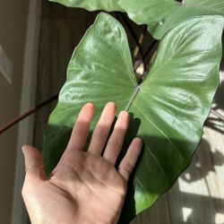 Alocasia Metal Head Plant