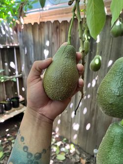 Aguacate
