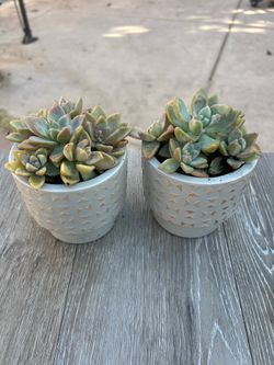 Succulents in pot