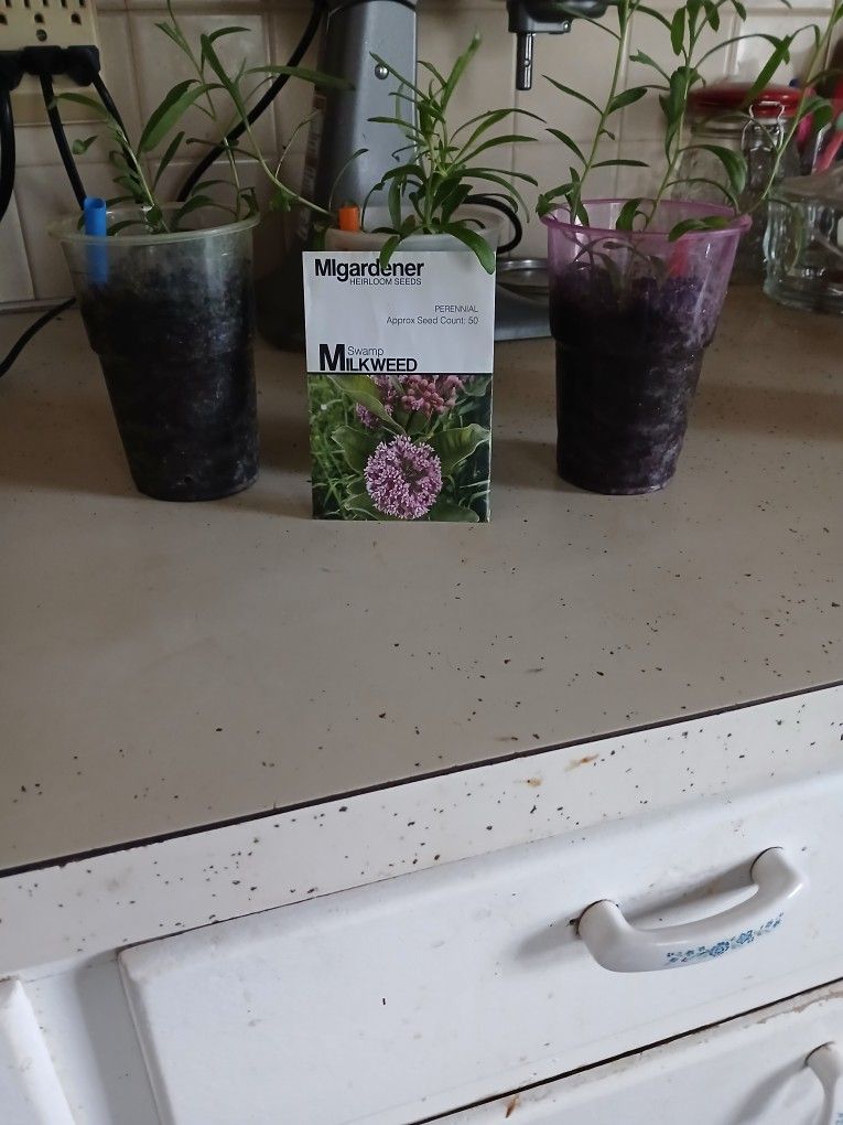 Swamp Milkweed