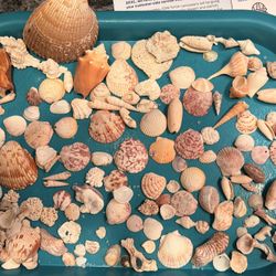 Assorted Sea Shells From Sanibel Island 