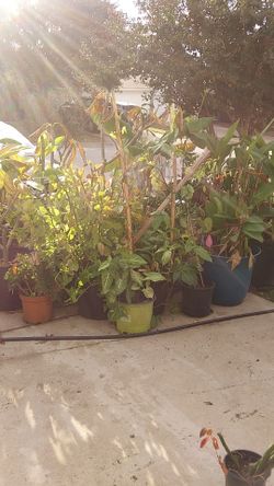 Variety plants